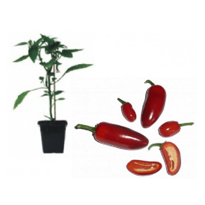 samira-f1-jungpflanze