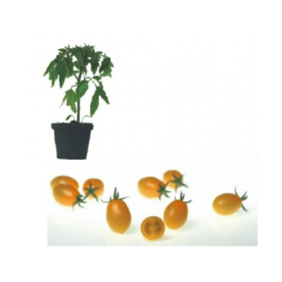 santorange-f1-jungpflanze-aid-308b