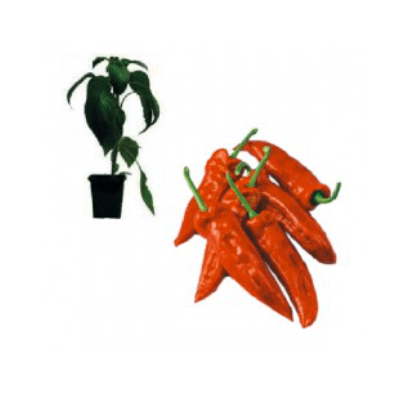 spitzpaprika-rot-rubiero-f1-jungpflanze-aid-7