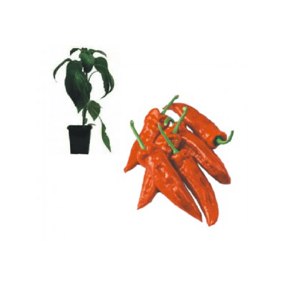 spitzpaprika-rot-rubiero-f1-jungpflanze