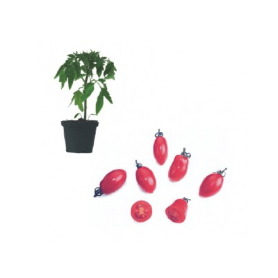 sugary-f1-jungpflanze