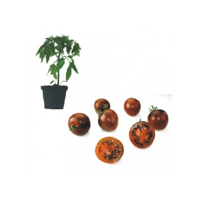 sunchocola-f1-jungpflanze