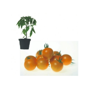 Sungold F1 Jungpflanze – Bild 1
