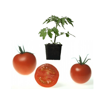 tomatenpflanze-mountain-magic-AID-632B