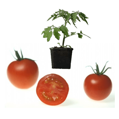 tomatenpflanze-mountain-magic-aid-702b