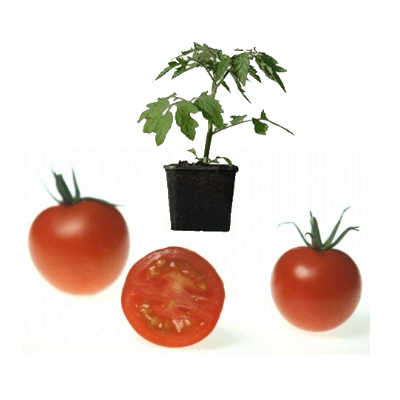 tomatenpflanze-mountain-magic-aid-739b