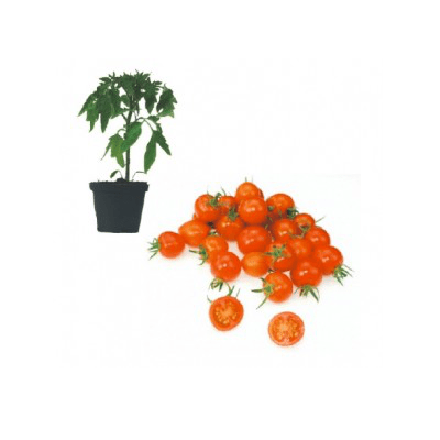 tomatoberry-f1-jungpflanze-aid-469b