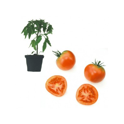 tomimaru-f1-jungpflanze