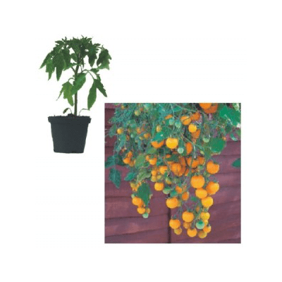 tumbling-tom-yellow-jungpflanze