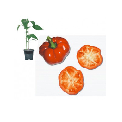 ungarischer-tomatenpaprika-jungpflanze
