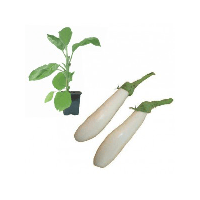 weisse-aubergine-jungpflanze