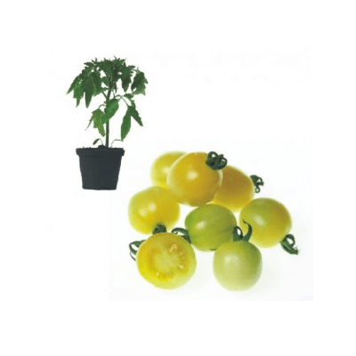 white-cherry-jungpflanze