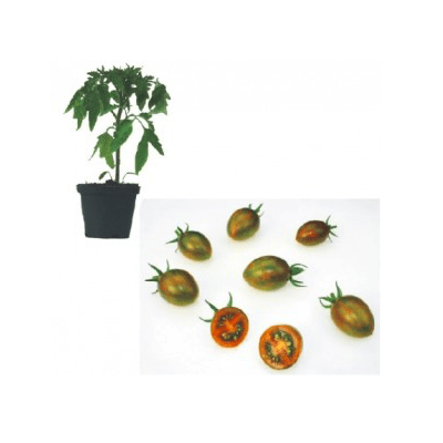 zebra-mini-plum-f1-jungpflanze